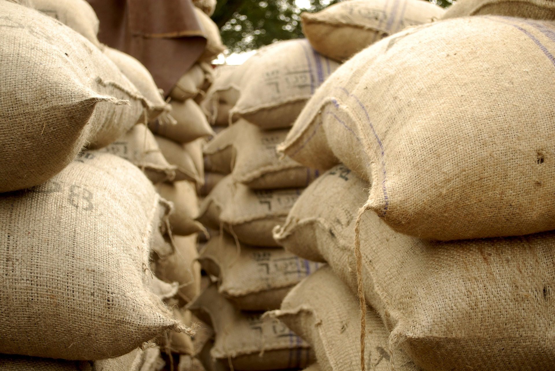 Gestapelte Jutesäcke voller Kakaobohnen auf einer Kakaofarm in Ghana, umgeben von tropischer Vegetation.